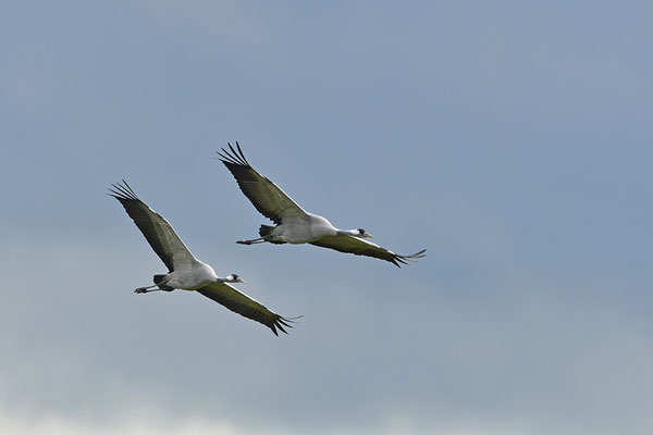 Kraniche im Flug