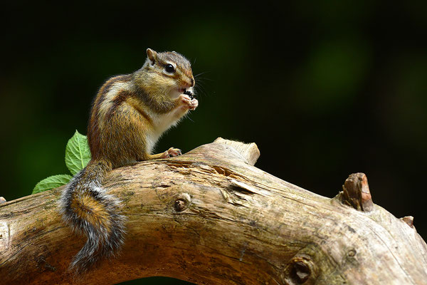 Sibirisches Streifenhörnchen