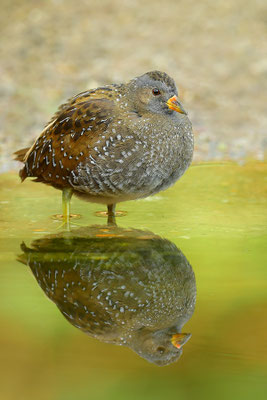 Tüpfelsumpfhuhn