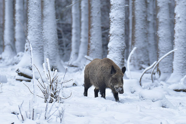 Wildschwein