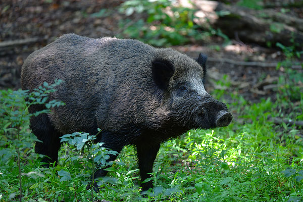 Wildschwein