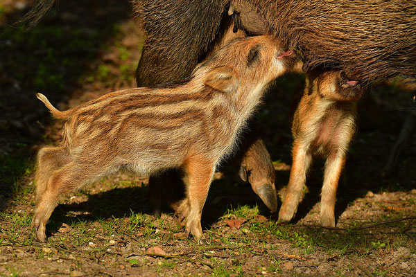 Wildschwein Bache mit Frischlingen