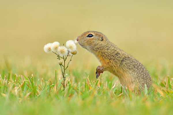 Ziesel