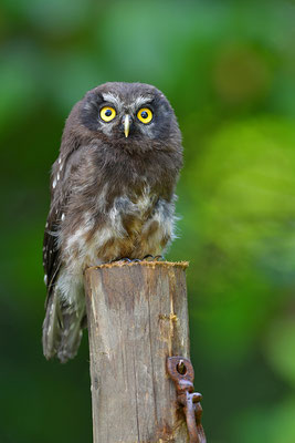 Raufußkauz Jungvogel