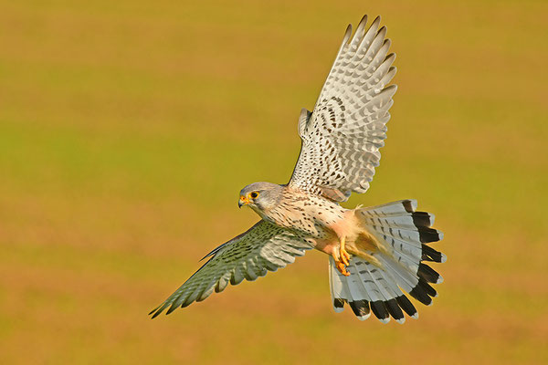 Turmfalke im Anflug