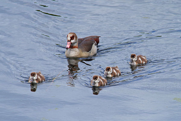 Nilgans mit Jungvögeln