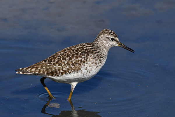 Bruchwasserläufer