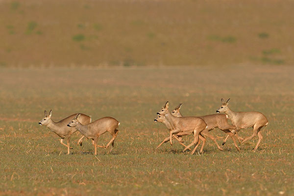 Rehe