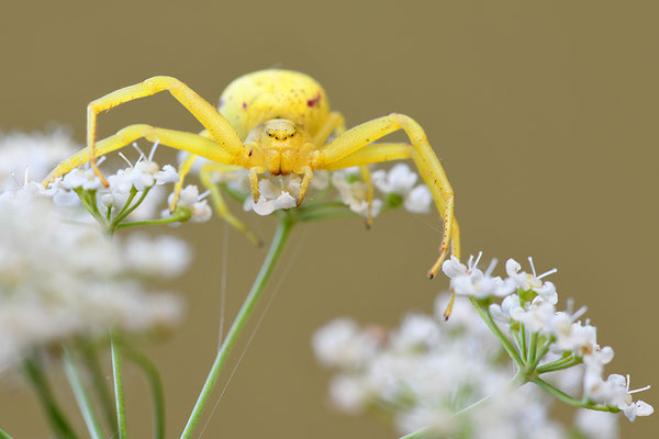 Veränderliche Krabbenspinne