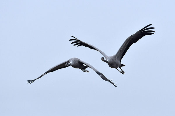 Kraniche im Flug