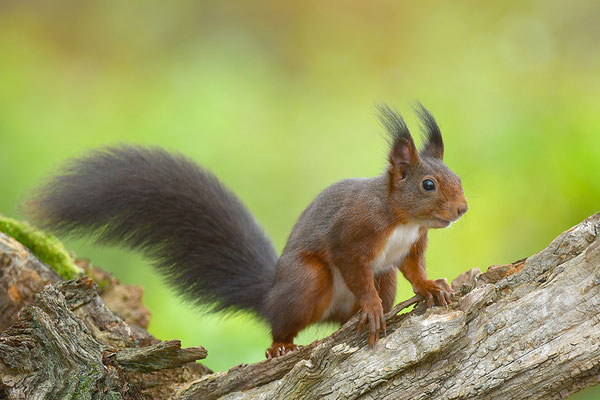 Eichhörnchen