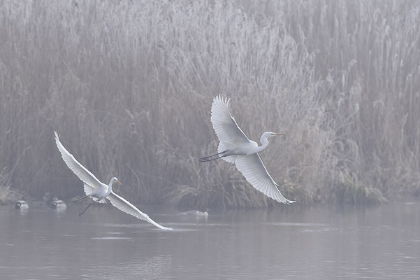 Silberreiher im Flug