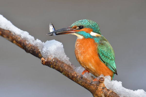Eisvogel