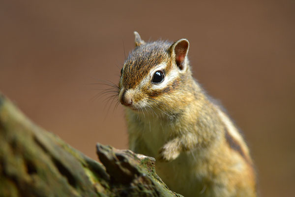 Sibirisches Streifenhörnchen