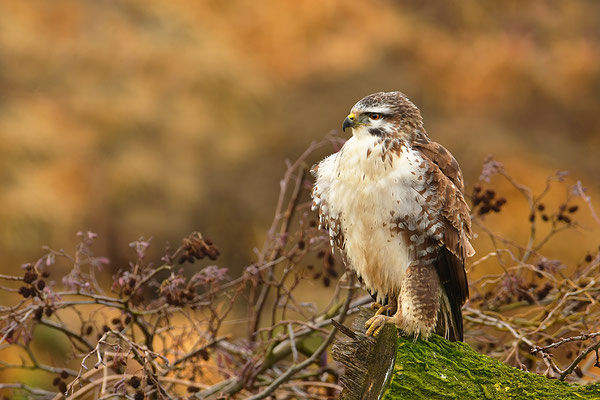Mäusebussard