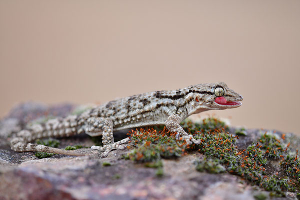 Mauergecko