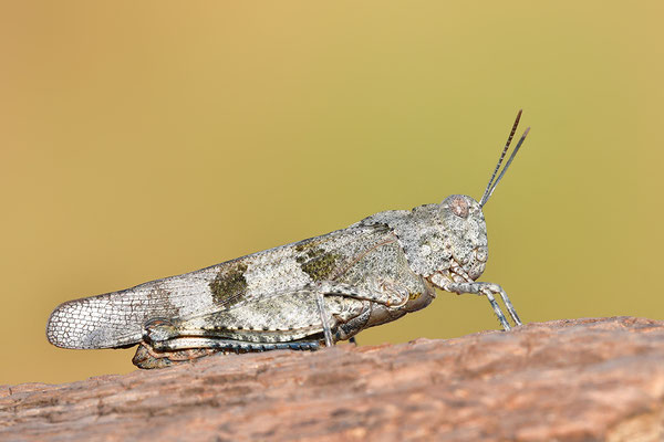 Blauflügelödlandschrecke