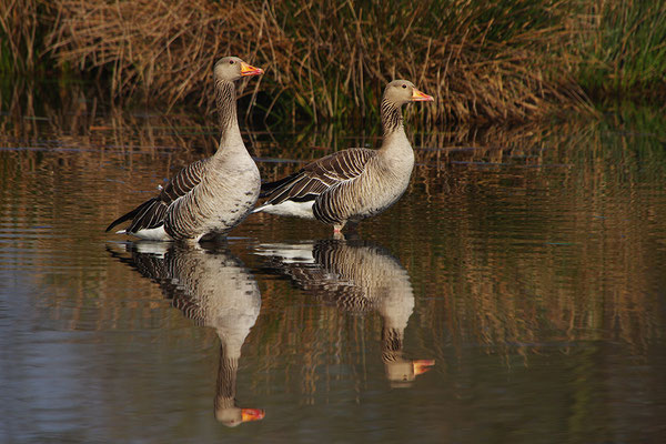 Graugans mit Spiegelung