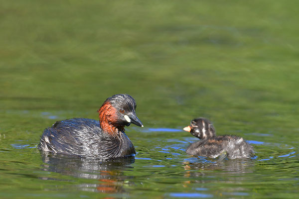 Zwergtaucher mit Jungen