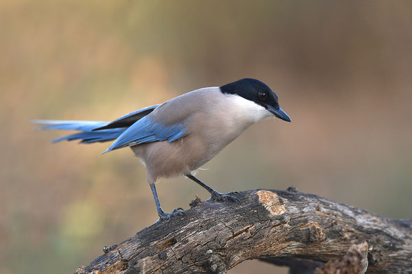 Blauelster