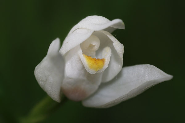 Schwertblättriges Waldvögelein Einzelblüte