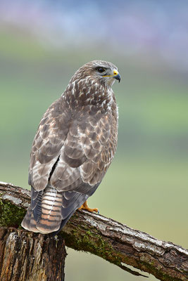 Mäusebussard