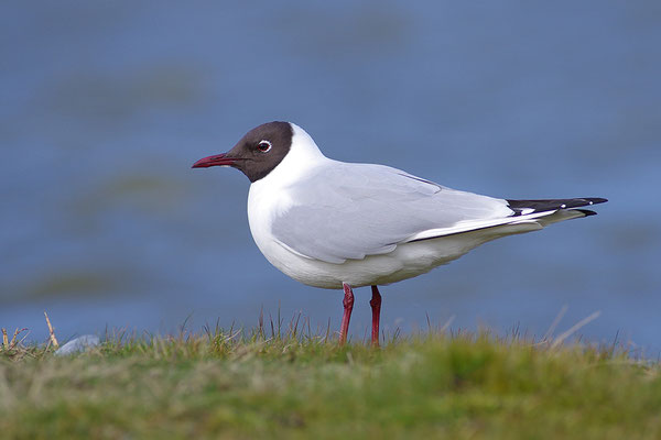 Lachmöwe