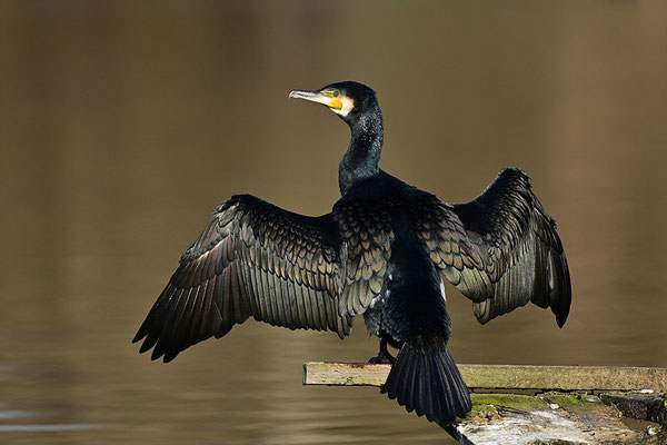 Kormoran