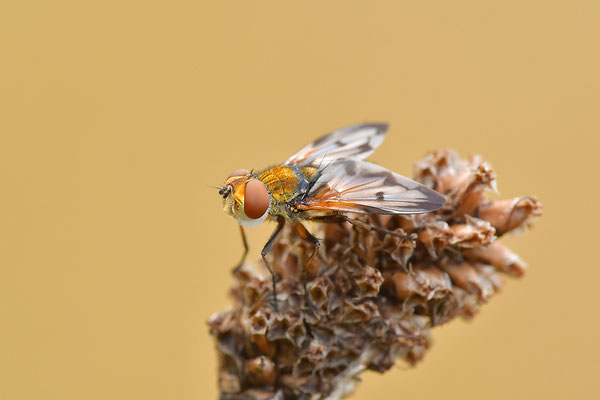 Buntflügelige Raupenfliege