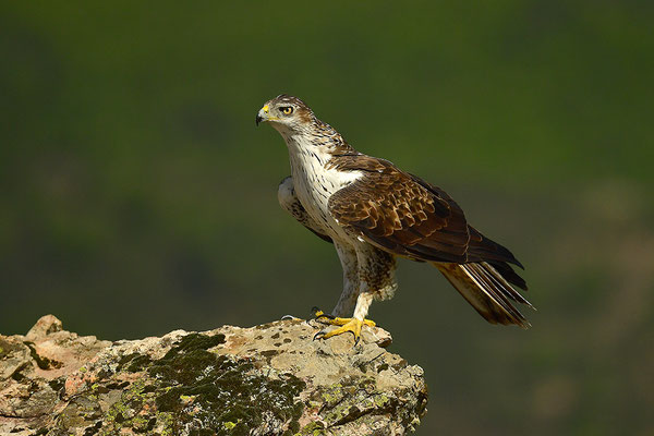 Habichtsadler