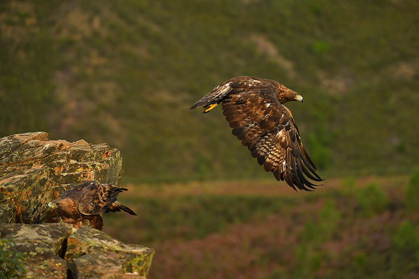 Steinadler