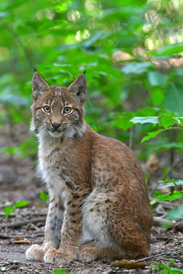 Jungluchs, Tierpark Gangelt