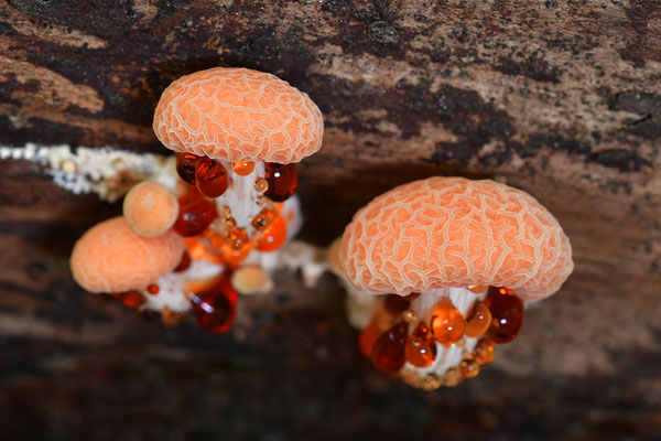 Orangeroter Adernseitling
