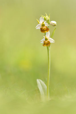 Gelbe Hummelragwurz flavescens