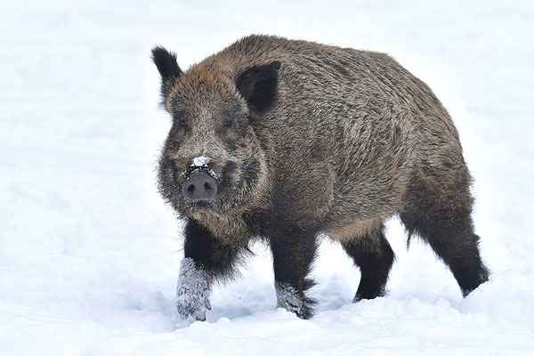 Wildschwein
