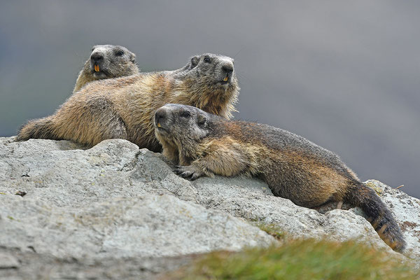 Murmeltiere
