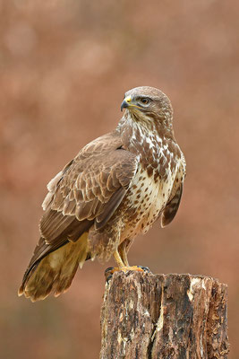 Mäusebussard