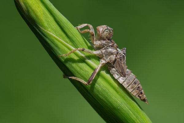 Exuvie Großlibelle