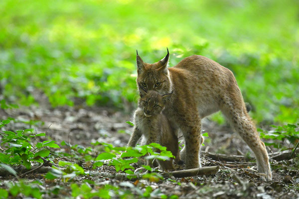 Luchs Mutter mit Jungtier