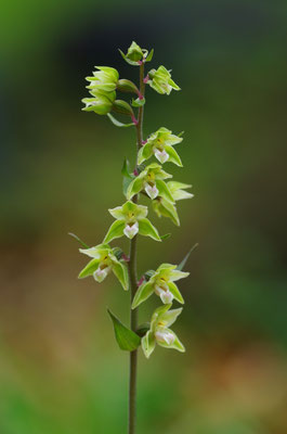 Violette Stendelwurz