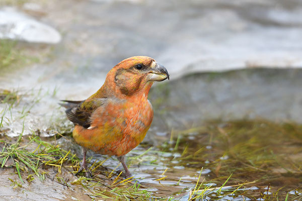 Kiefernkreuzschnabel Männchen