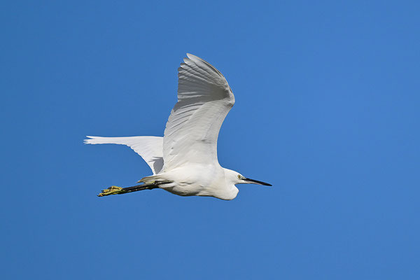 Seidenreiher
