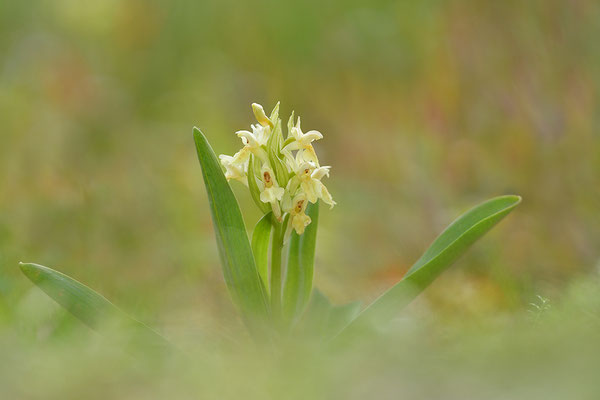Holunderknabenkraut