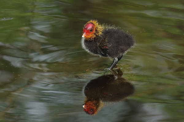 Blässralle Jungvogel