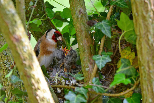 Stieglitz am Nest bei der Fütterung