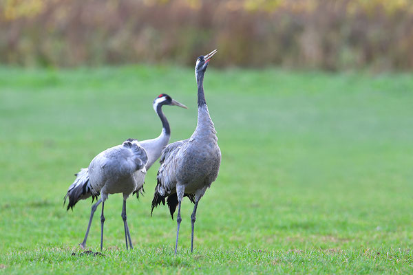 Kranich Familie