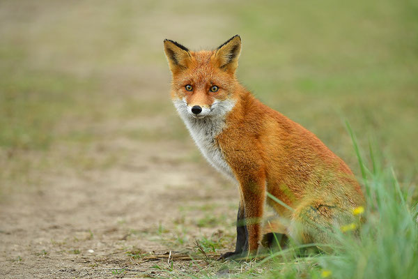 Fuchs