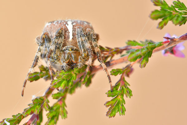 Gartenkreuzspinne
