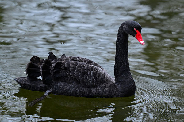 Trauerschwan