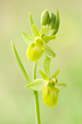 Gelbe Spinnenragwurz flavescens